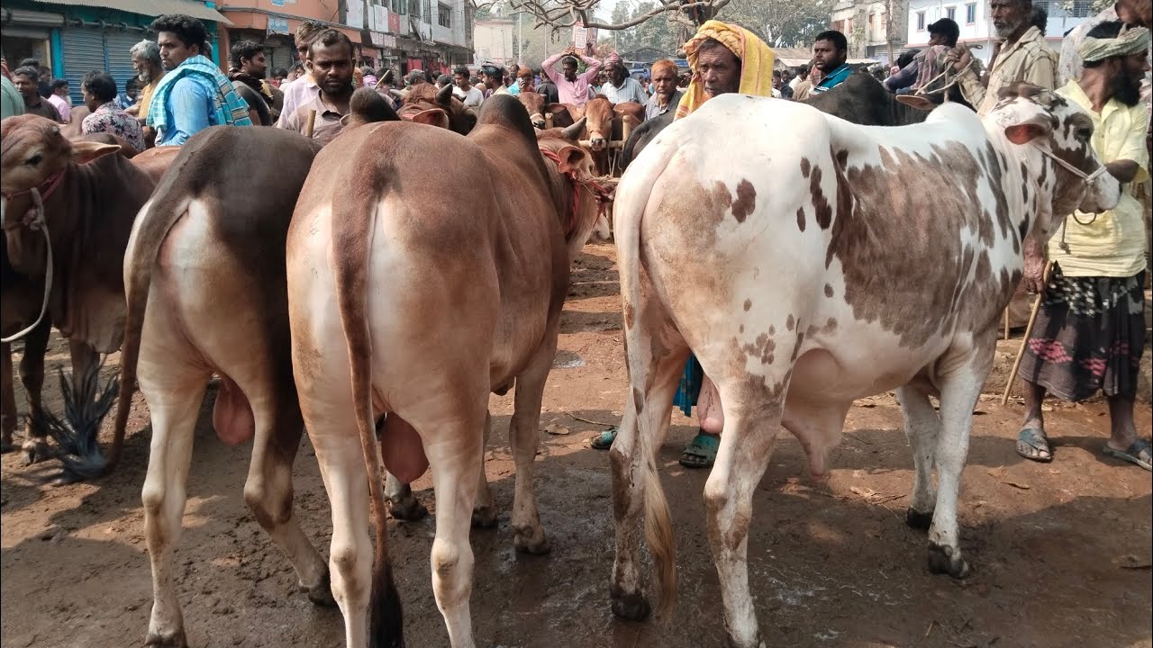 26/2/26/বড় সাইজ কোরবানির টার্গেটে মন শান্তি করা শাহীওয়াল ষাঁড়গরু01773949974