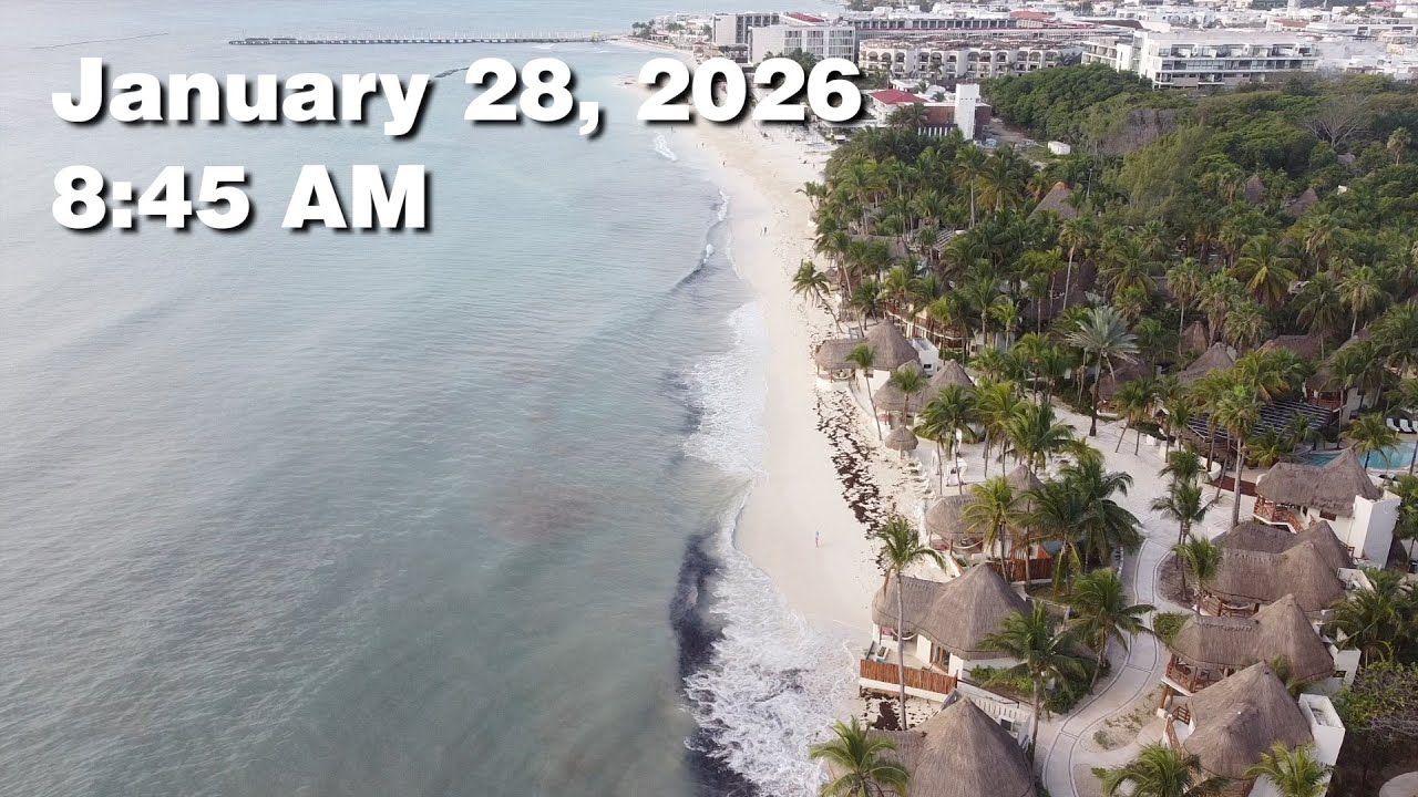 Daily Sargassum Sargasso Seaweed Report at Playa del Carmen, Mexico - January 28, 2026 #sargassum