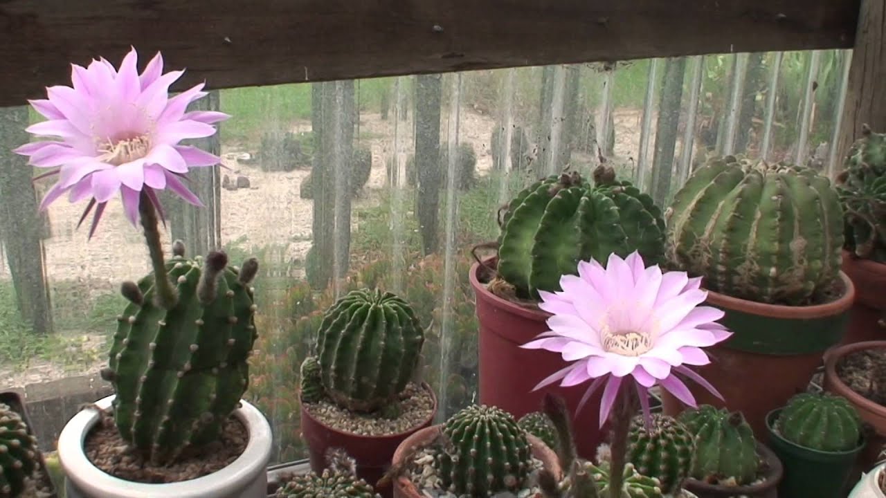 Echinopsis