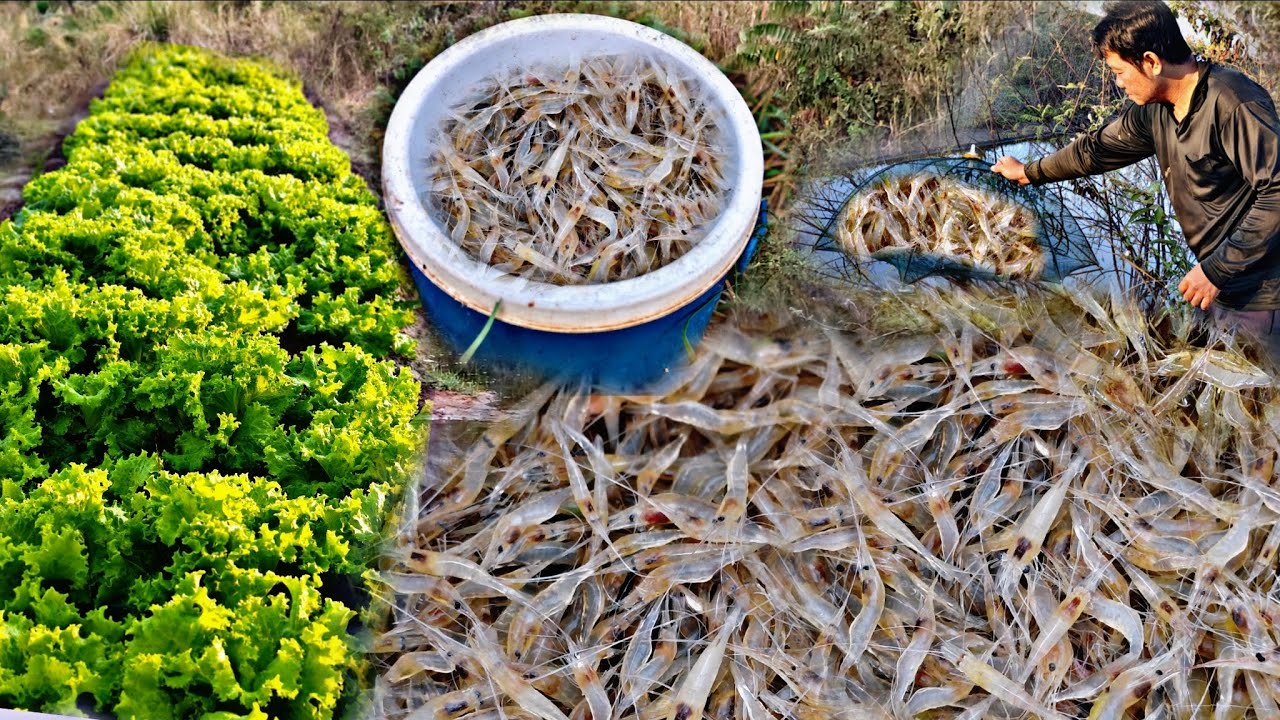 ว้าวๆสุดยอดเลยครับวันนี้ กุ้งขาวแตกซวดๆครับ/9/ก.พ/69