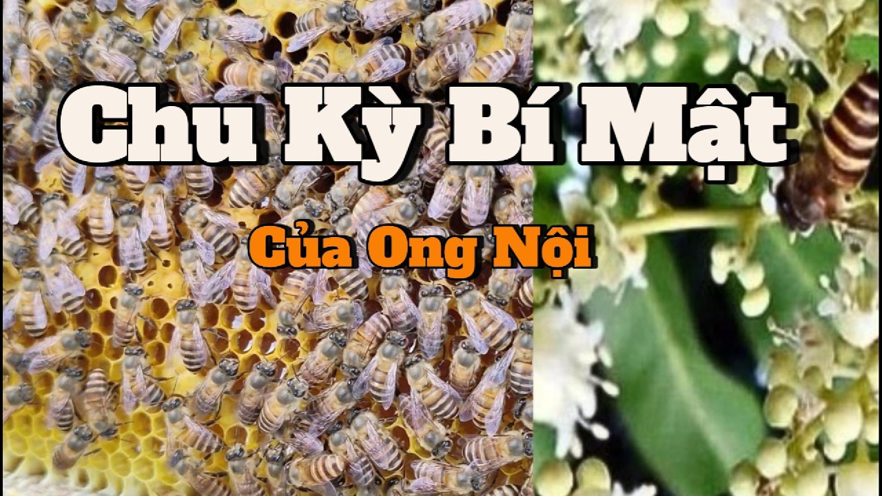 Vì sao ong nội dễ bốc bay? Câu trả lời nằm trong chu kỳ vận hành của cả năm.