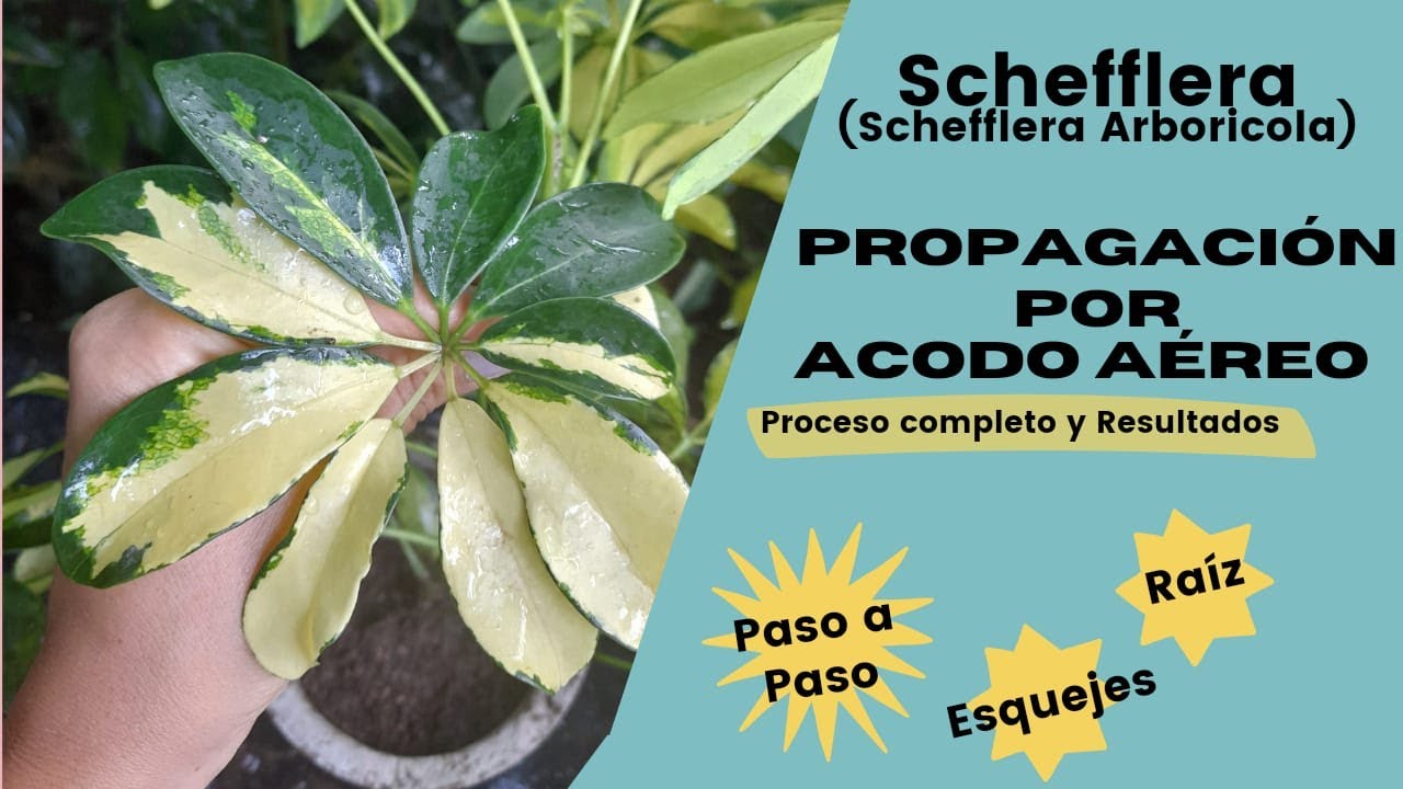 Schefflera 💥Proceso y Resultados Propagación por acodo🌈Método Super Fácil😱Pocos Cuidados
