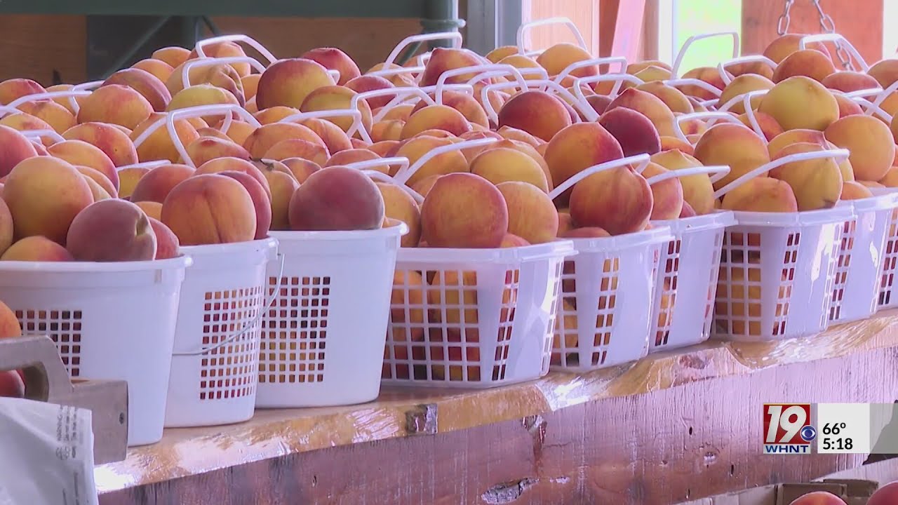 Growing the Valley: A visit to Reeves' Peach Farm in Hartselle! |  News 19 This Morning at 5 a.m.