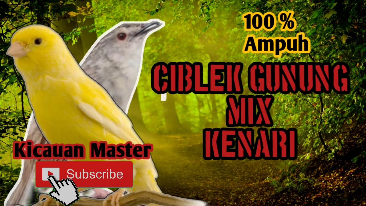 Masteran ciblek gunung mix kenari
