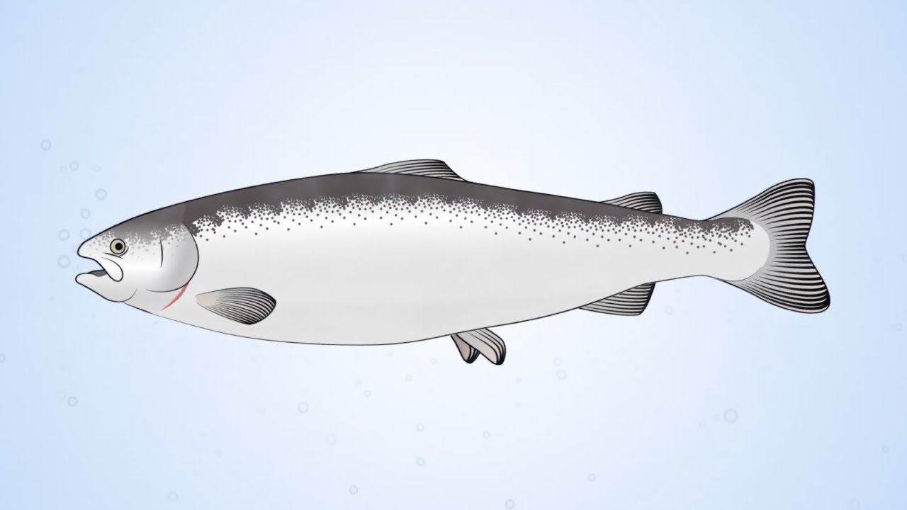 The structure of fish skin and healing of mechanical induced wounds