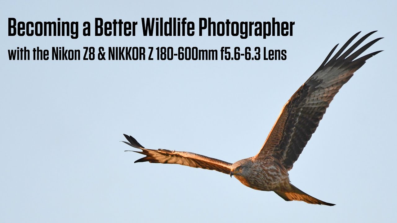 Becoming a Better Bird / Wildlife Photographer with the Nikon Z8 & 180 600mm Lens
