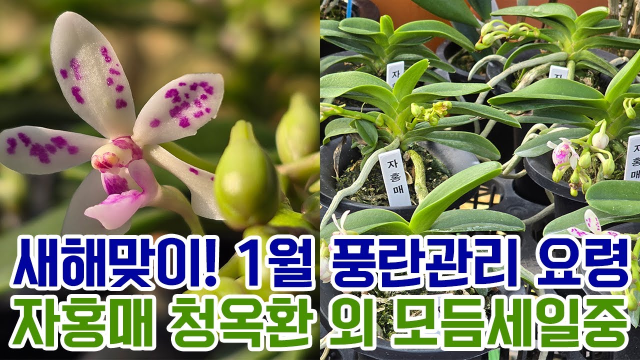 새해맞이! 1월 풍란관리 요령 자홍매 청옥환 외 모듬세일 착한보급종 전체아이들 초특가&난자재 영양제 살충제 명품도감 등 [꽃밭에서 난원] 송구영신 모두 새해 복 많이 빋으세요!