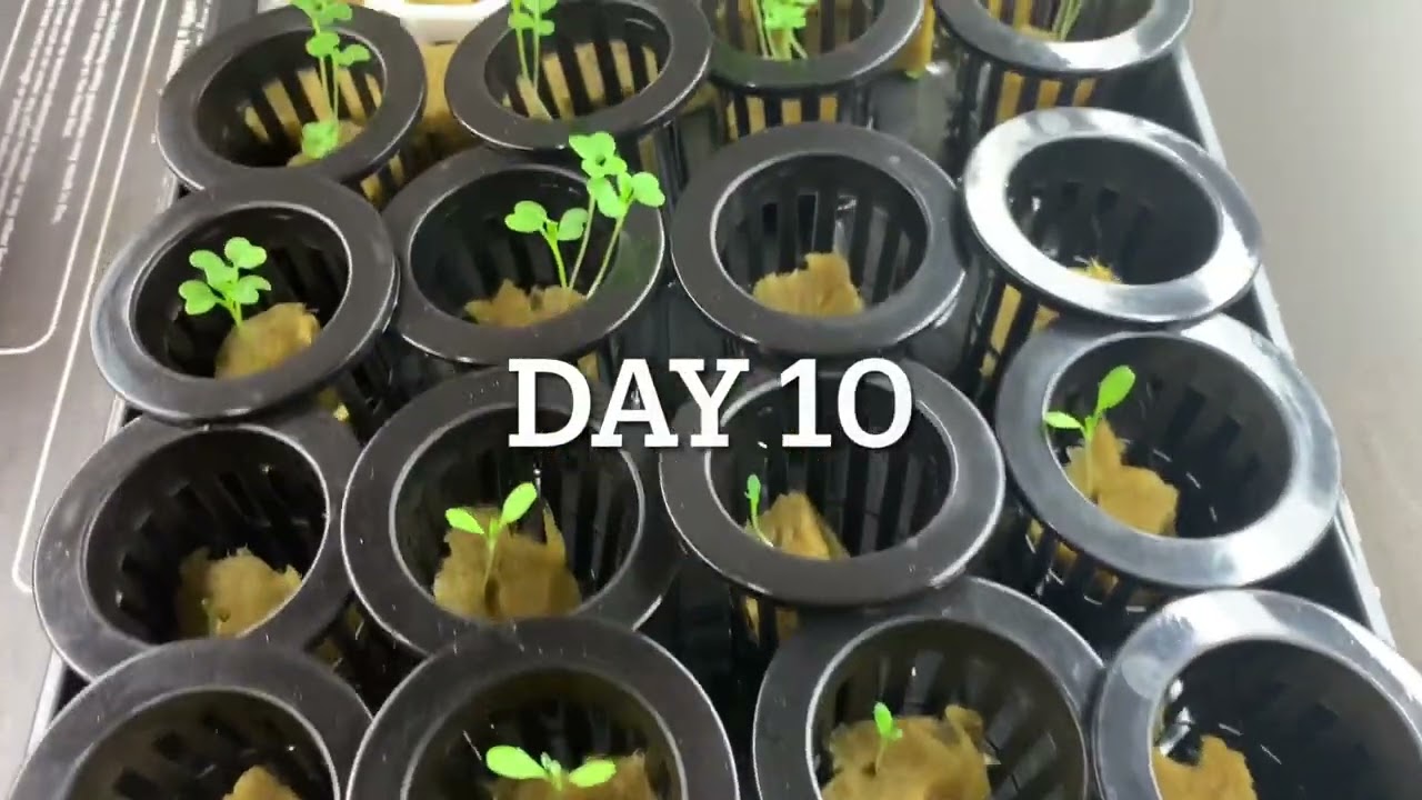 Starting Our Hydroponic Herb Garden