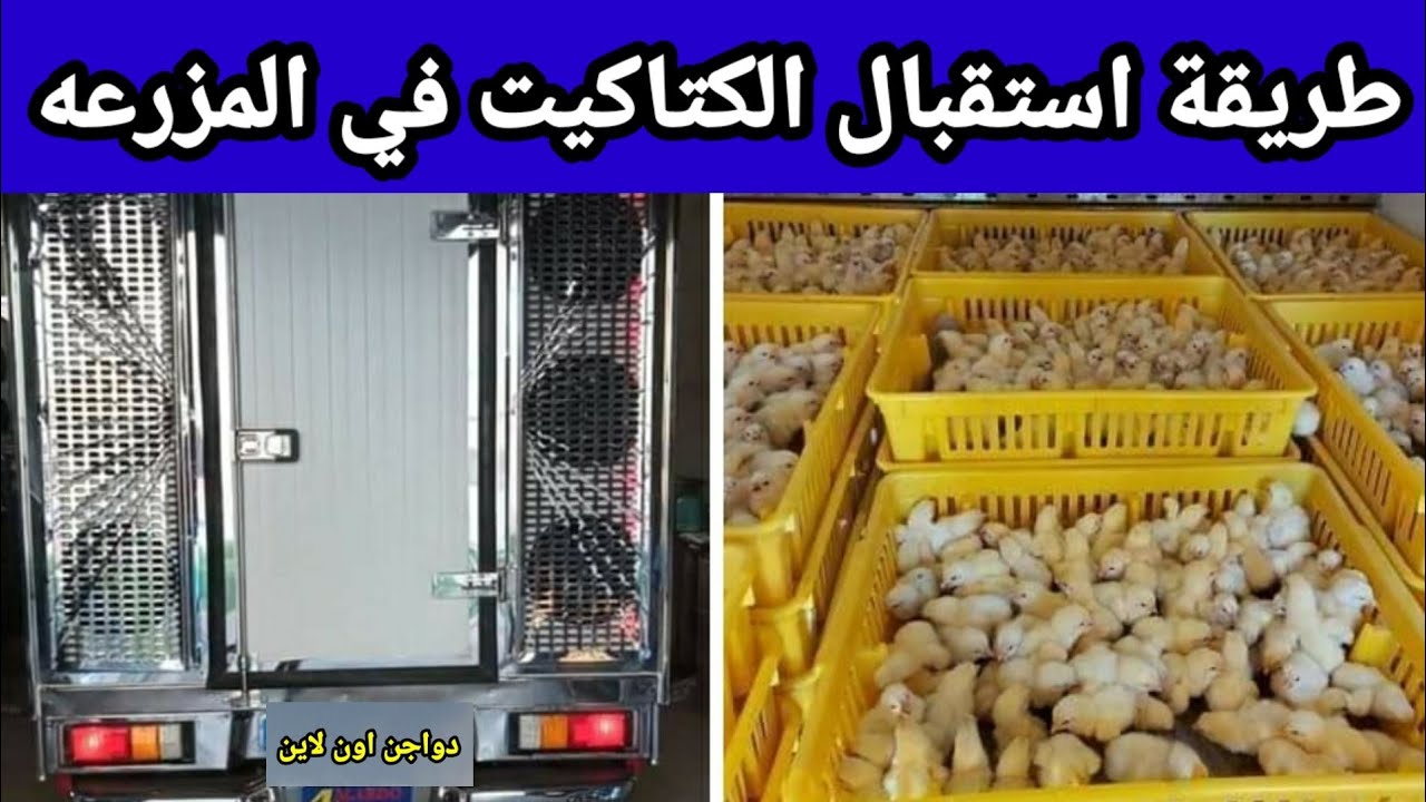 استقبال الكتاكيت// اليوم الاول// مواصفات الكتكوت الجيد وعيوبه// افضل كتكوت لتربيه في الصيف