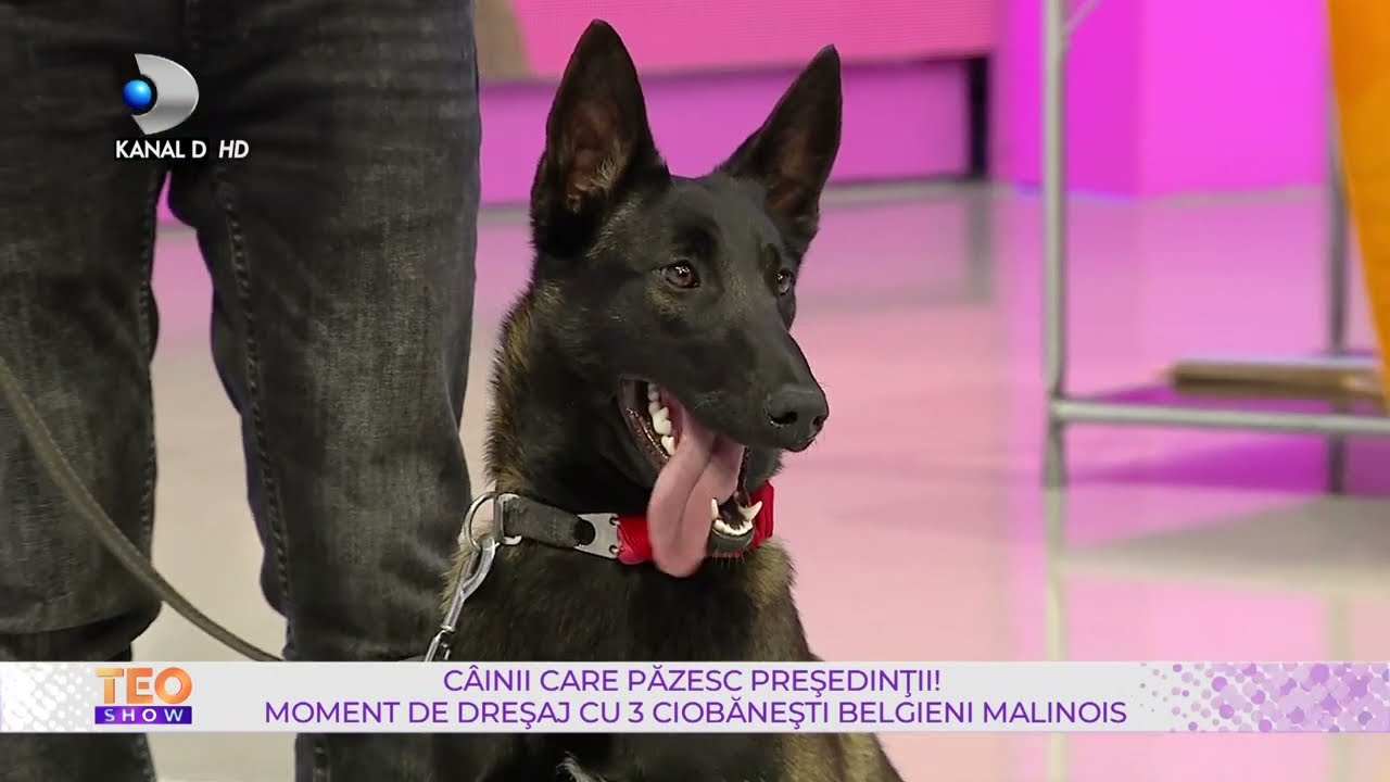 Teo Show(21.01.2022) - Moment de dresaj cu 3 ciobanesti belgieni malinois