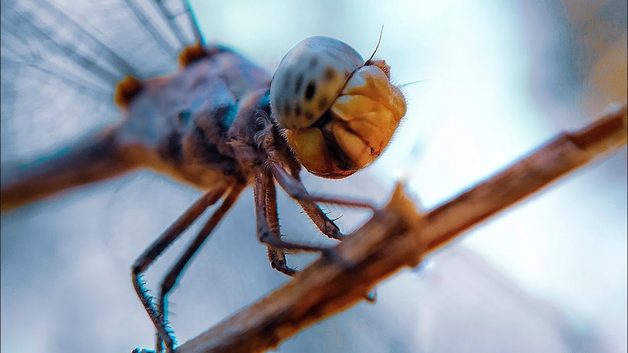 Macro Photography Of Dragonfly || Mobile Photography