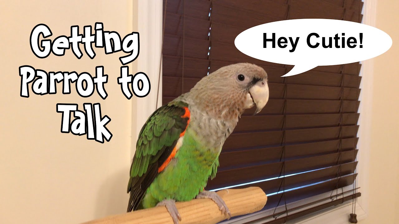 3 Tips on Getting Your Parrot to Talk