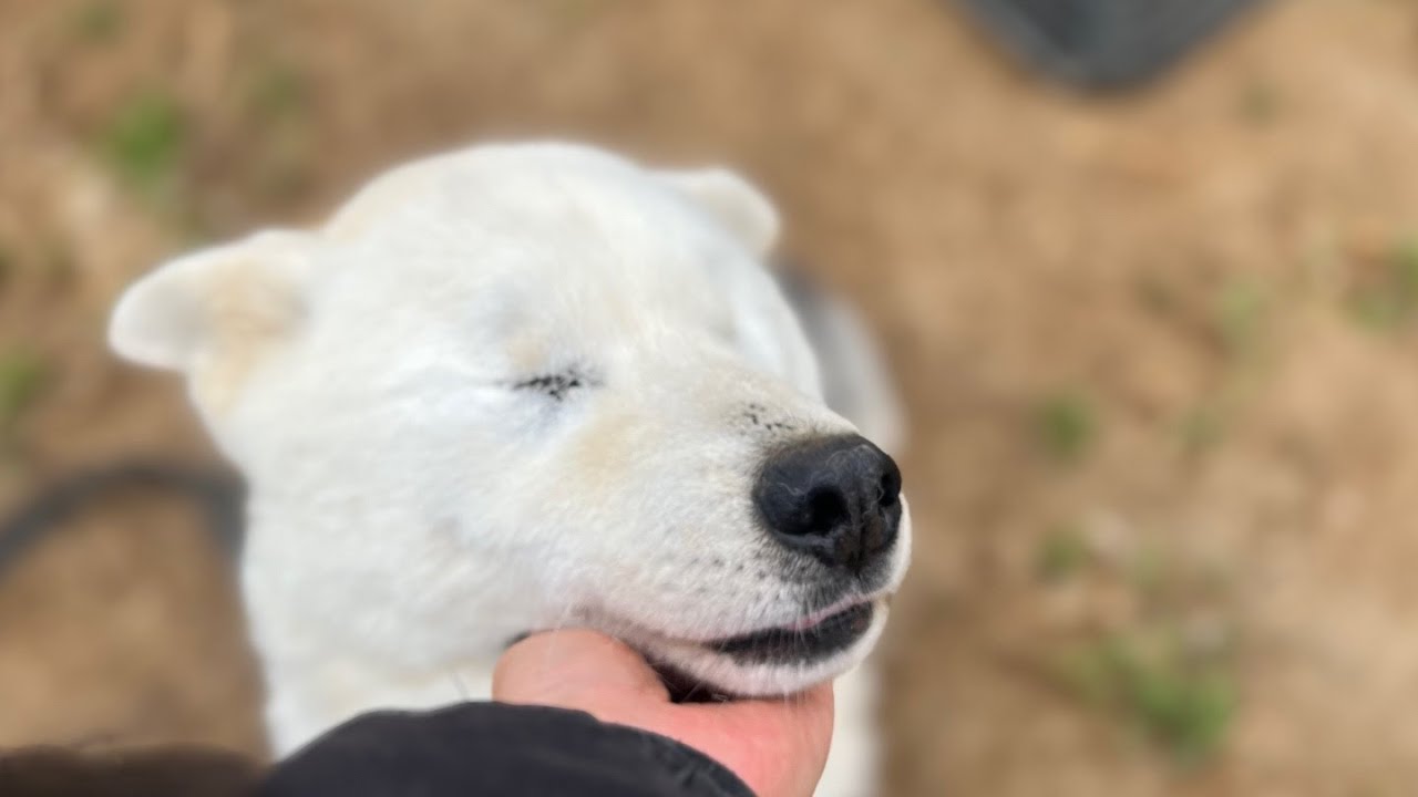 저희를 만나보고 싶다면, 핌피 입양제에서 만나요!