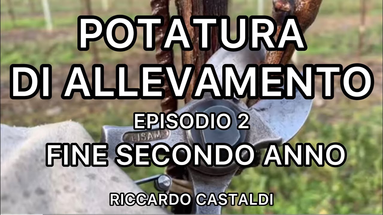 Vite. La potatura di allevamento - fine secondo anno
