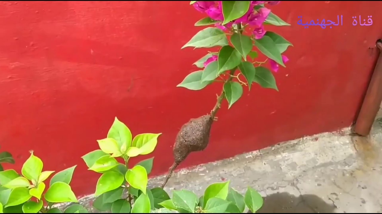 إكثار شجرة الجهنمية بواسطة الترقيد الهوائي | Bougainvillea Tree Air Layering