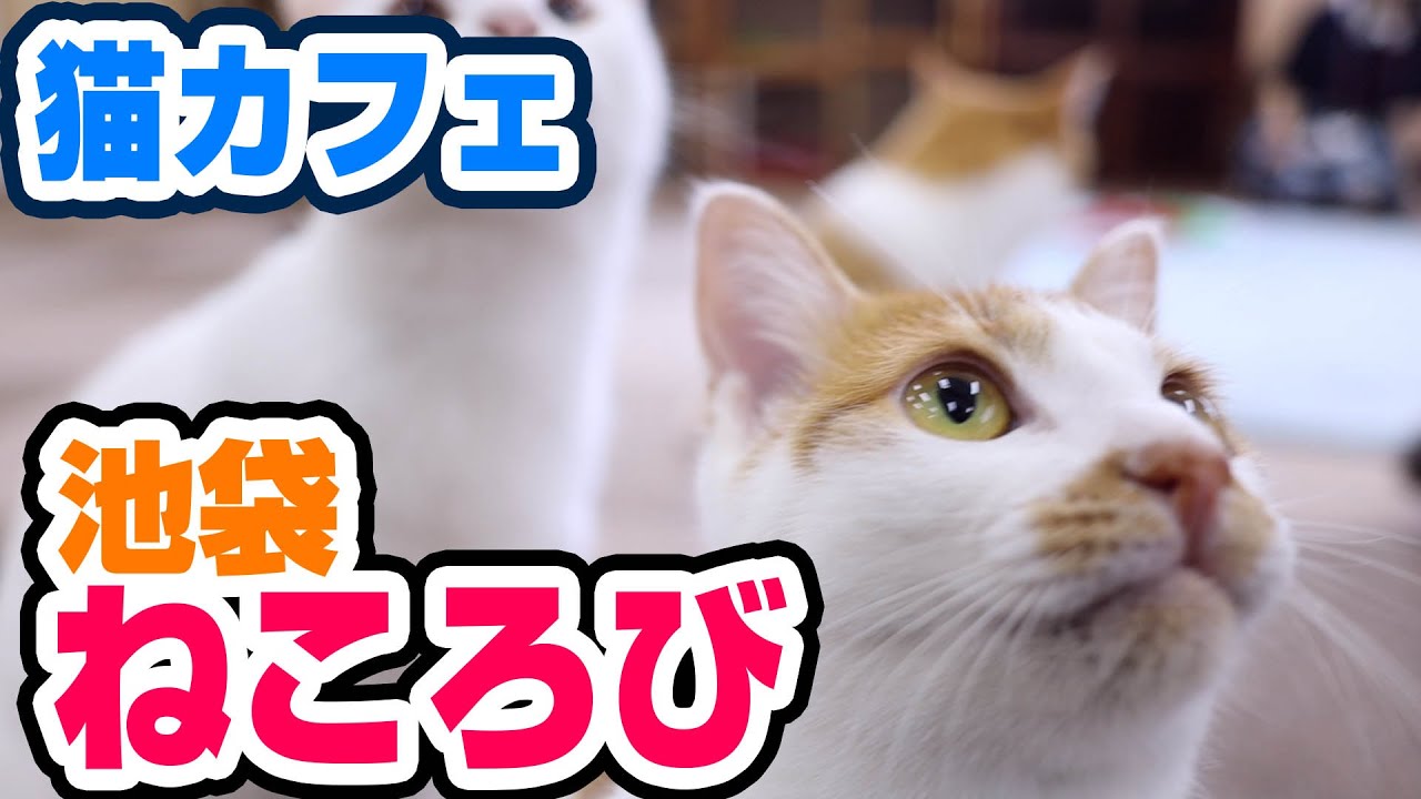 【癒し】池袋の猫カフェ、ねころびのレビュー！