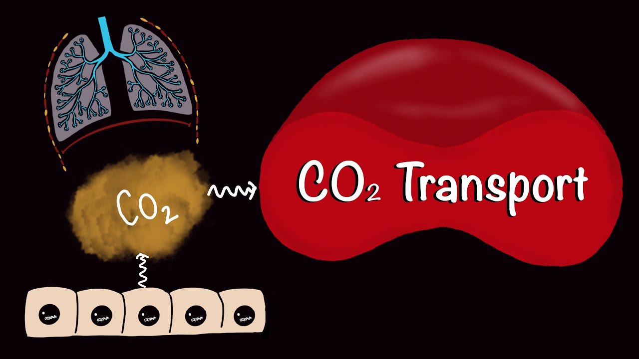 CO2 Transport | Carbon-di-oxide Transport | Respiratory Gas Exchange | Respiratory Physiology