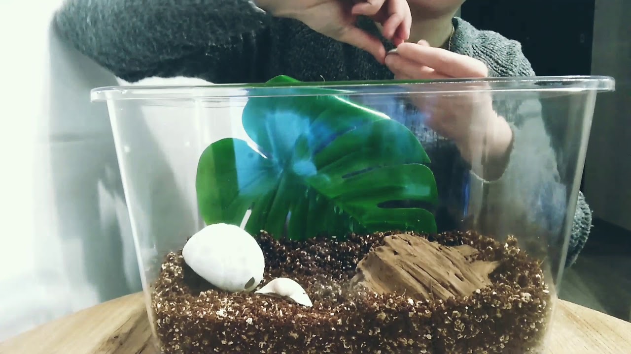 Ślimak afrykański Achatina. [] Adopcja ślimaka?!