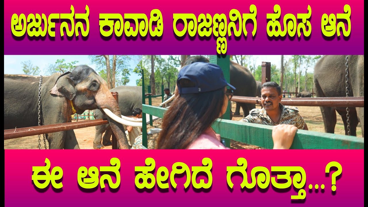 ಅರ್ಜುನನ‌ ಕಾವಾಡಿ ರಾಜಣ್ಣನಿಗೆ ಹೊಸ ಆನೆ, ಮತ್ತಿಗೋಡಿನಲ್ಲಿ ರಾಜಣ್ಣ ಕ್ಯಾಂಪ್, ಈ ಆನೆ ಹೇಗಿದೆ ನೀವೆ ನೋಡಿ.