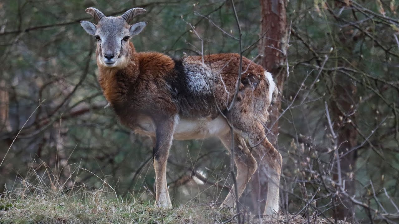 Moeflons, ook lammetjes, op meerder plekken gezien / Mouflons, also lambs, at different locations