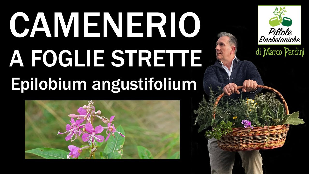 L'Epilobio o Camenerio