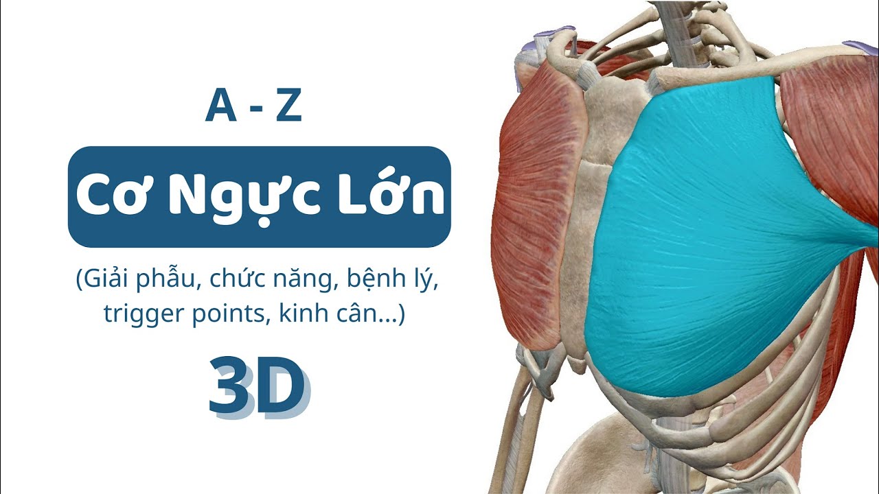 #5: Cơ Ngực Lớn (3D) | A-Z đặc điểm c&aacute;c nh&oacute;m cơ