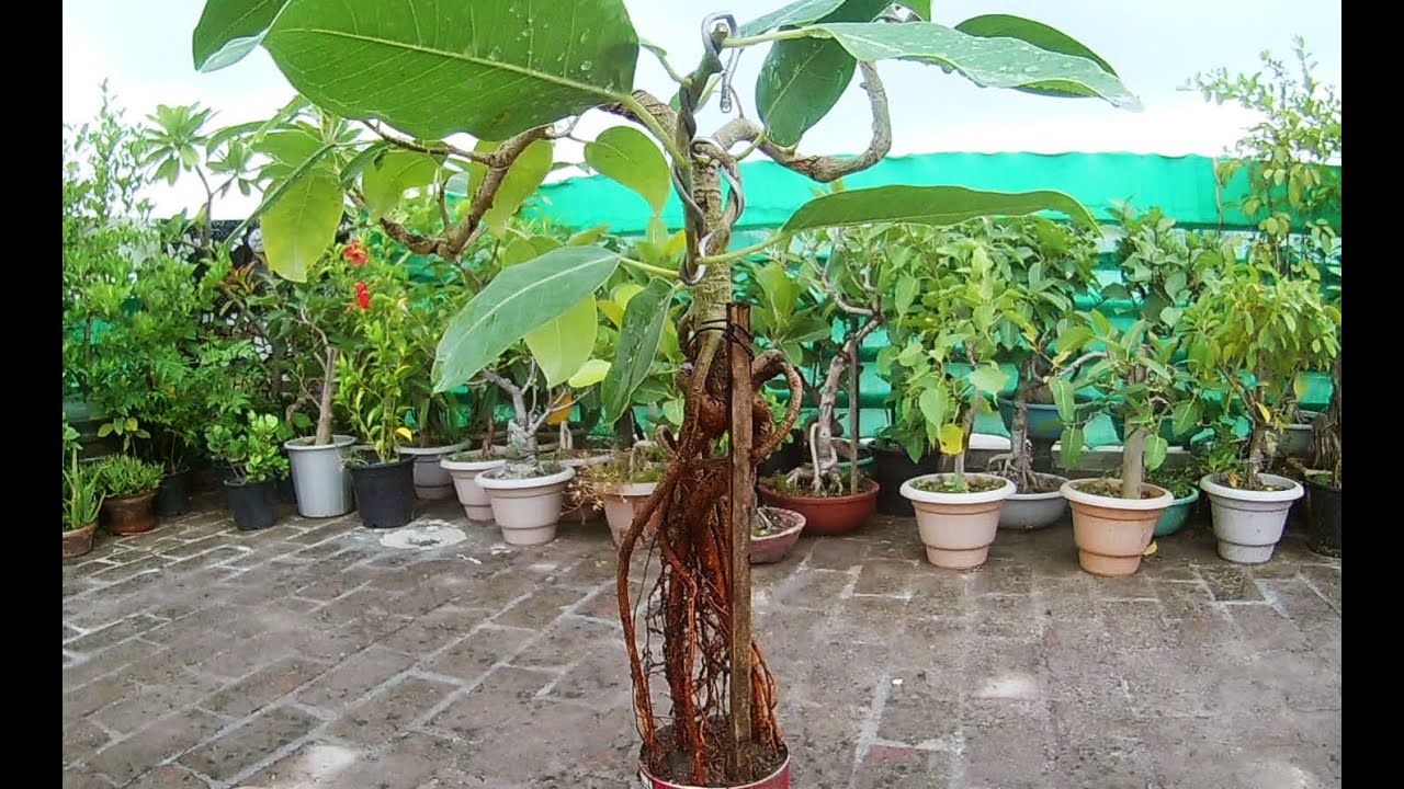 How to make exposed roots bonsai