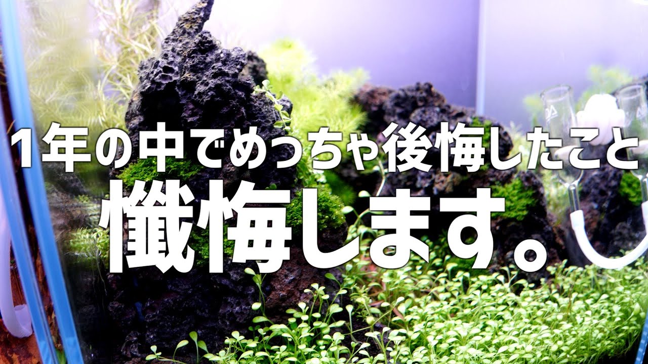 本当に申し訳ありませんでした。今年最後に最上級に後悔していることを謝罪します。#768【アクアリウム】