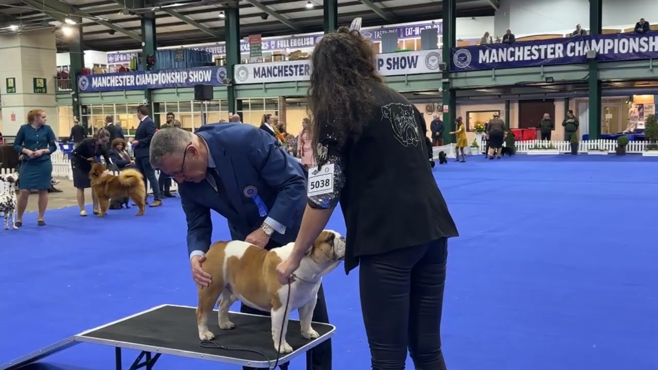 Manchester Dog Show 2026 - Utility Group
