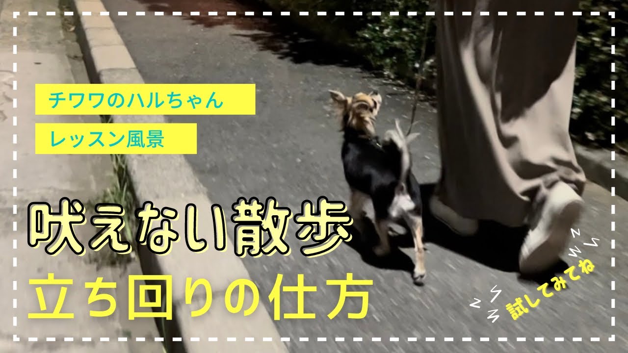 【散歩】散歩中の吠えに対する練習方法~ハルちゃんversion~