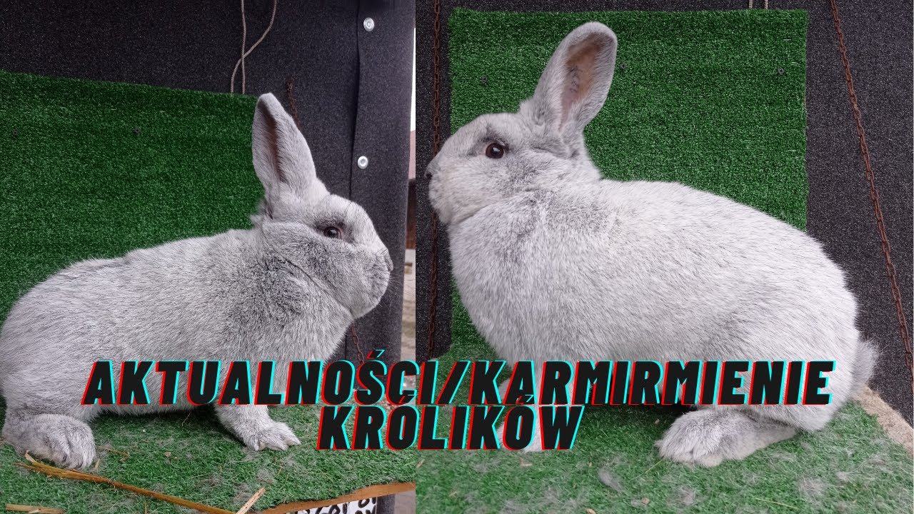 Hodowla Królików-Karmienie królików/Kilka informacji OPIS!