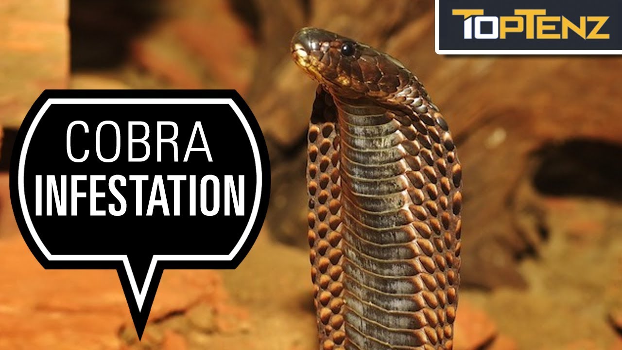 10 Horrible Insect and Pest Infestations