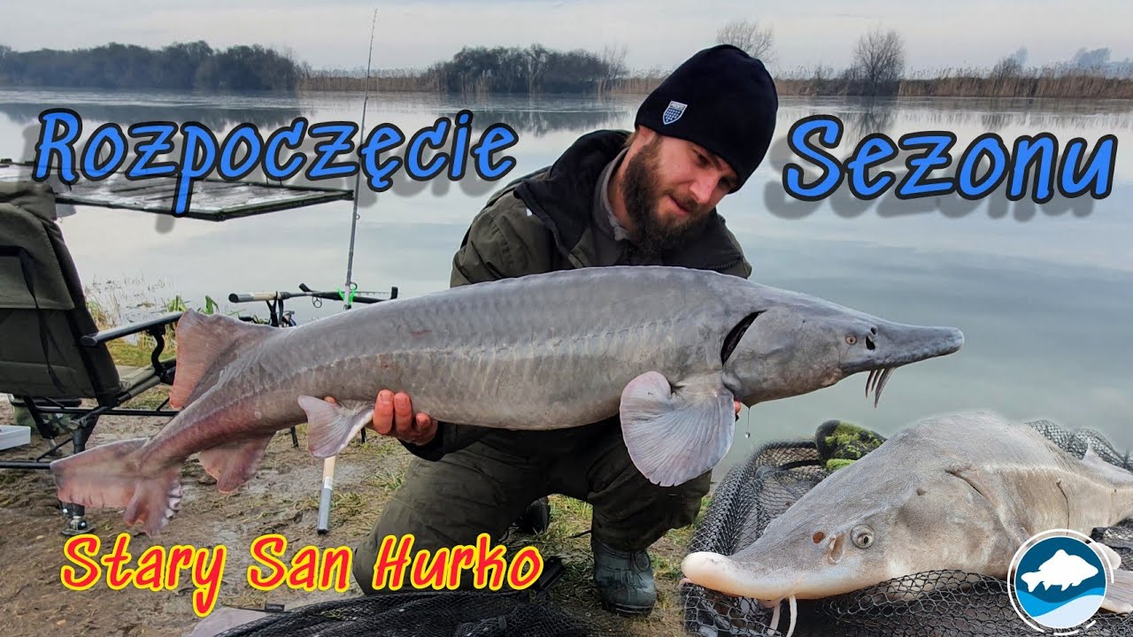 Rozpoczecie Sezonu! Jesiotr 14.5kg i jesiotrowe eldorado! 11 sztuk w 5 godzin! Stary San Hurko!