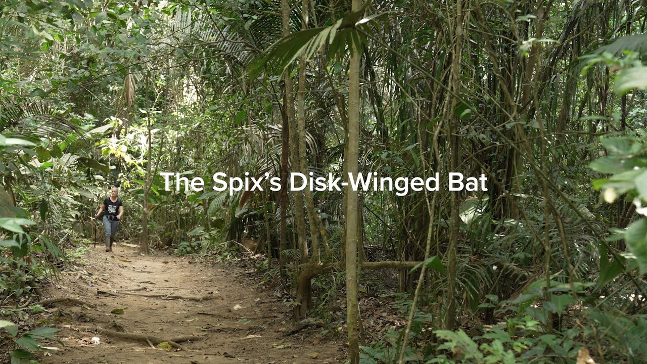 The Spix&rsquo;s Disk Winged Bat