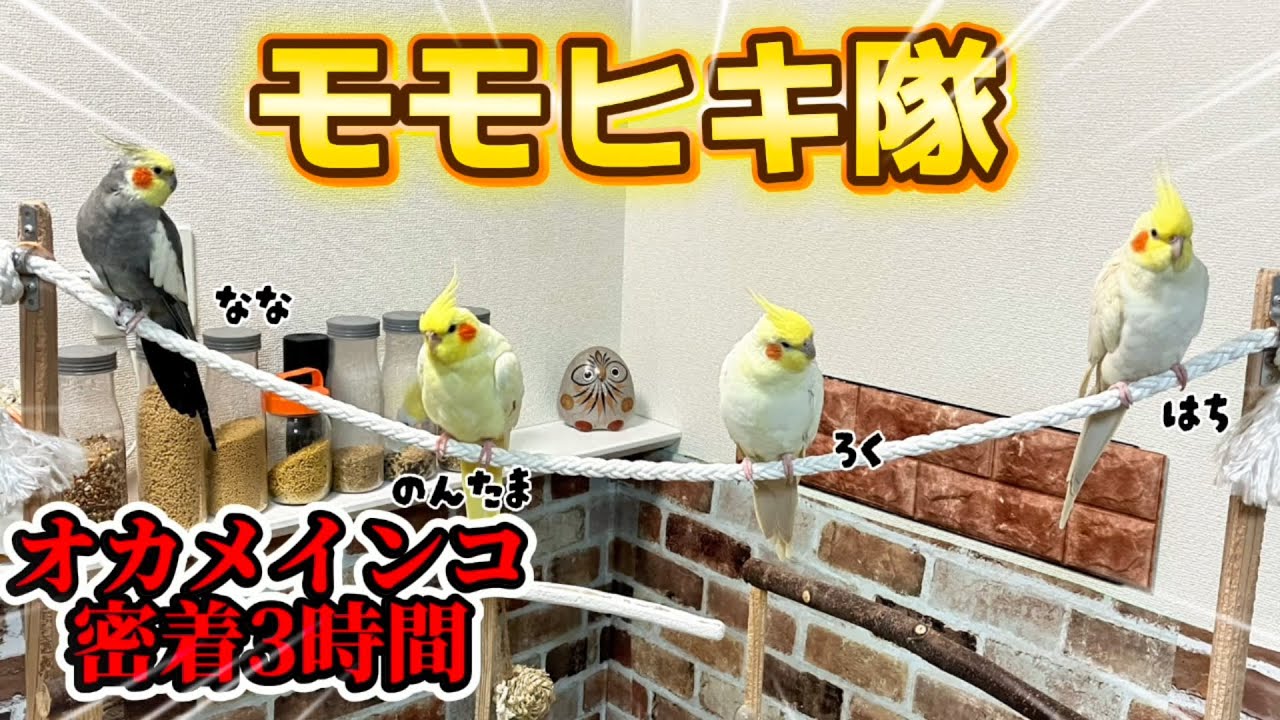 【爆走3分】もはやモフモフの洪水ｗ 密着3時間の『放鳥タイム』をギュッと凝縮したら可愛すぎて脳が溶けた件 #オカメインコ #モモヒキ隊 #鳥馬鹿メラ #cockatiel