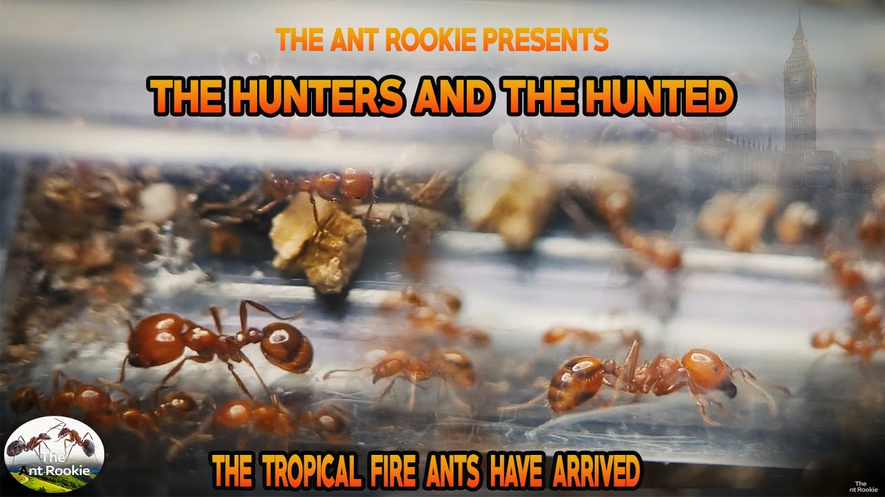THE HUNTERS AND THE HUNTED  -  THE FIRE ANTS HAVE ARRIVED - SOLENOPSIS GEMINATA