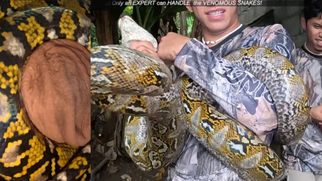 MGA JUMBO NA SAWA NA SUMAKMAL SA MGA ALAGA NILANG PUSA 