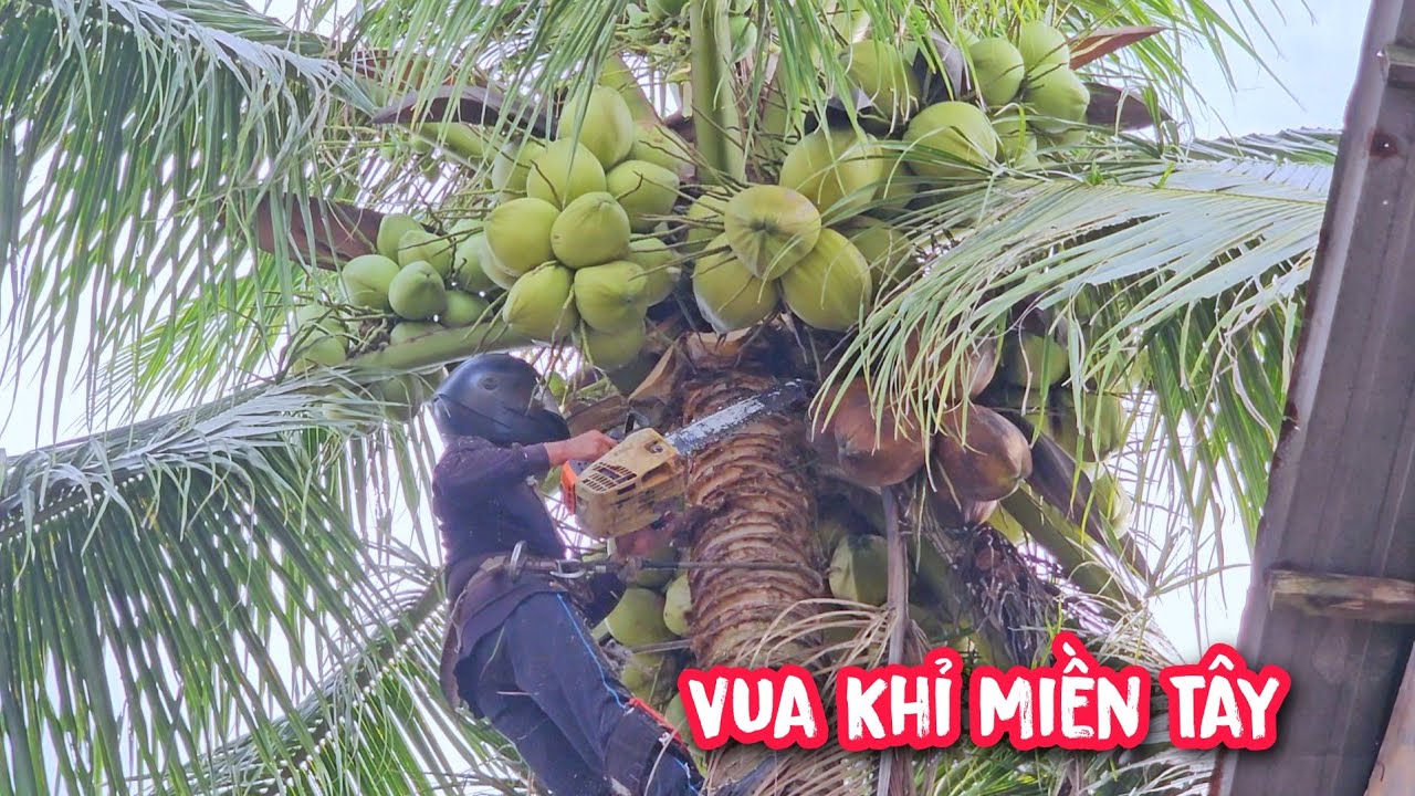 Thật đáng tiếc !!! Khi phải cưa bỏ 2 cây dừa có gần 200 trái vì lý do này...