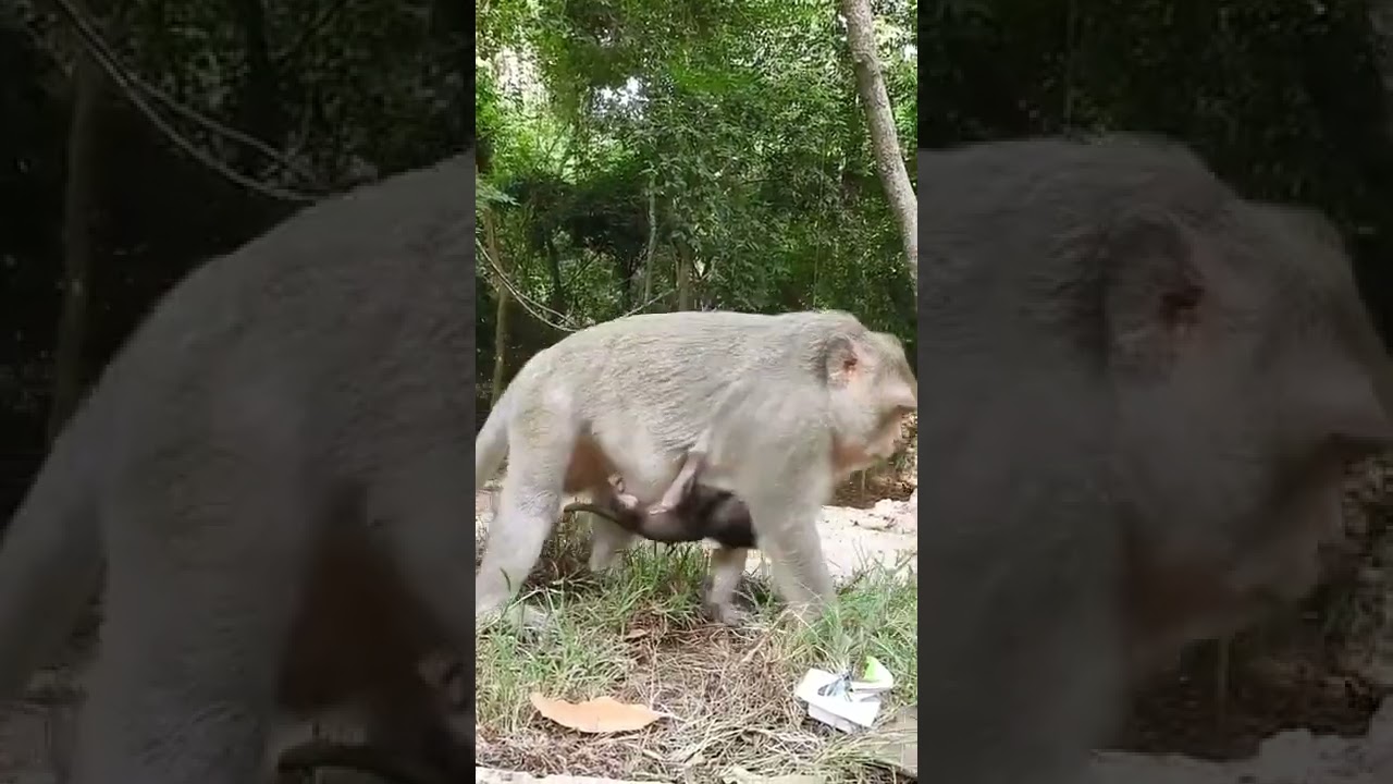 Cute Baby Monkey Cinn #Shorts 284