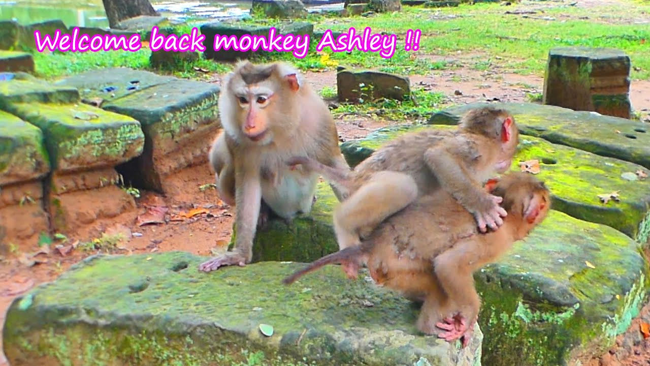 ASHLEY UPDATE!! Welcome back monkey Ashley & Zuri, Mila come meeting grandma