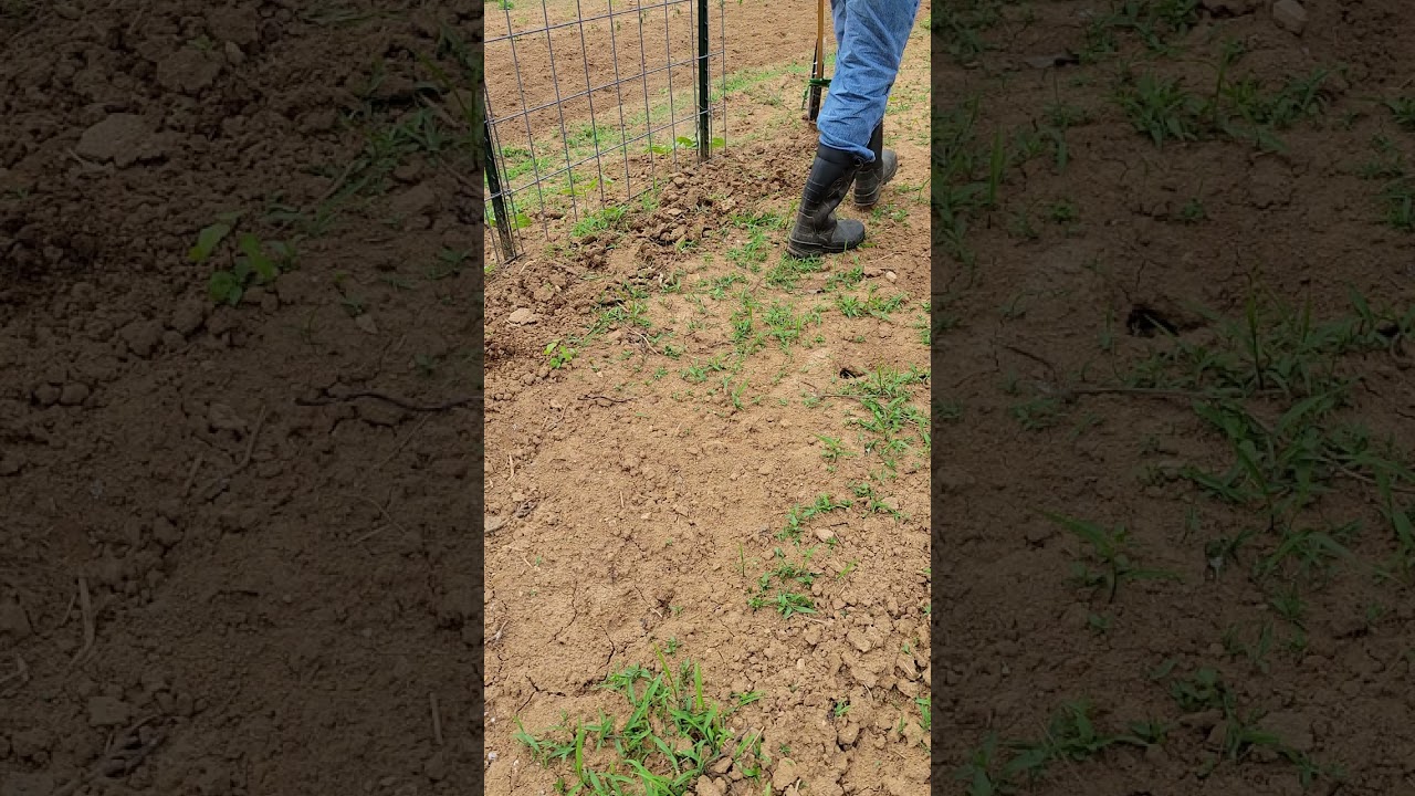Hoss Tools Double Wheel Hoe in Action