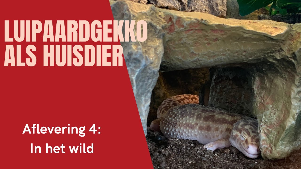 De LUIPAARDGEKKO als huisdier | Aflevering 4 | In het WILD (ENG CC)