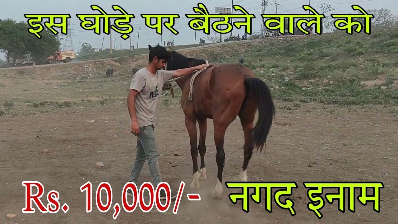 Horse Riding Training |  जंगली घोड़े की पहली बार सवारी की कोशिश | Bahot Log Karte Hain ये गलती