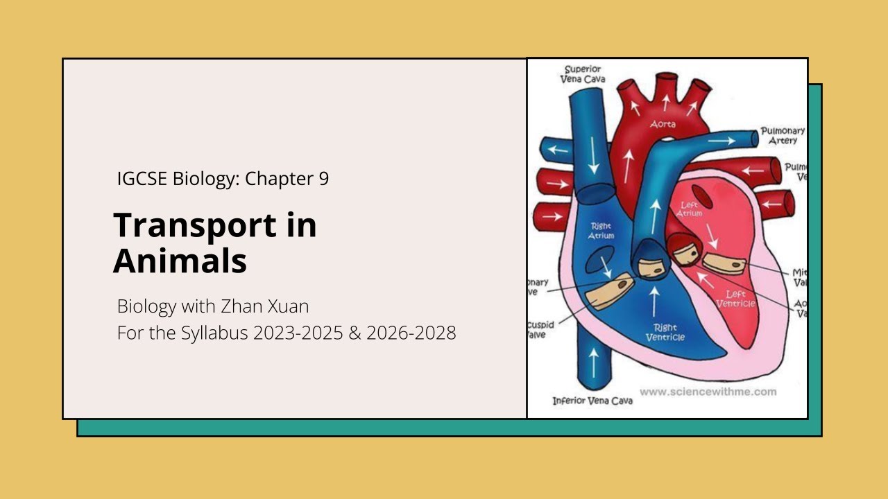 IGCSE Biology - Chapter 9 | Transport in Animals