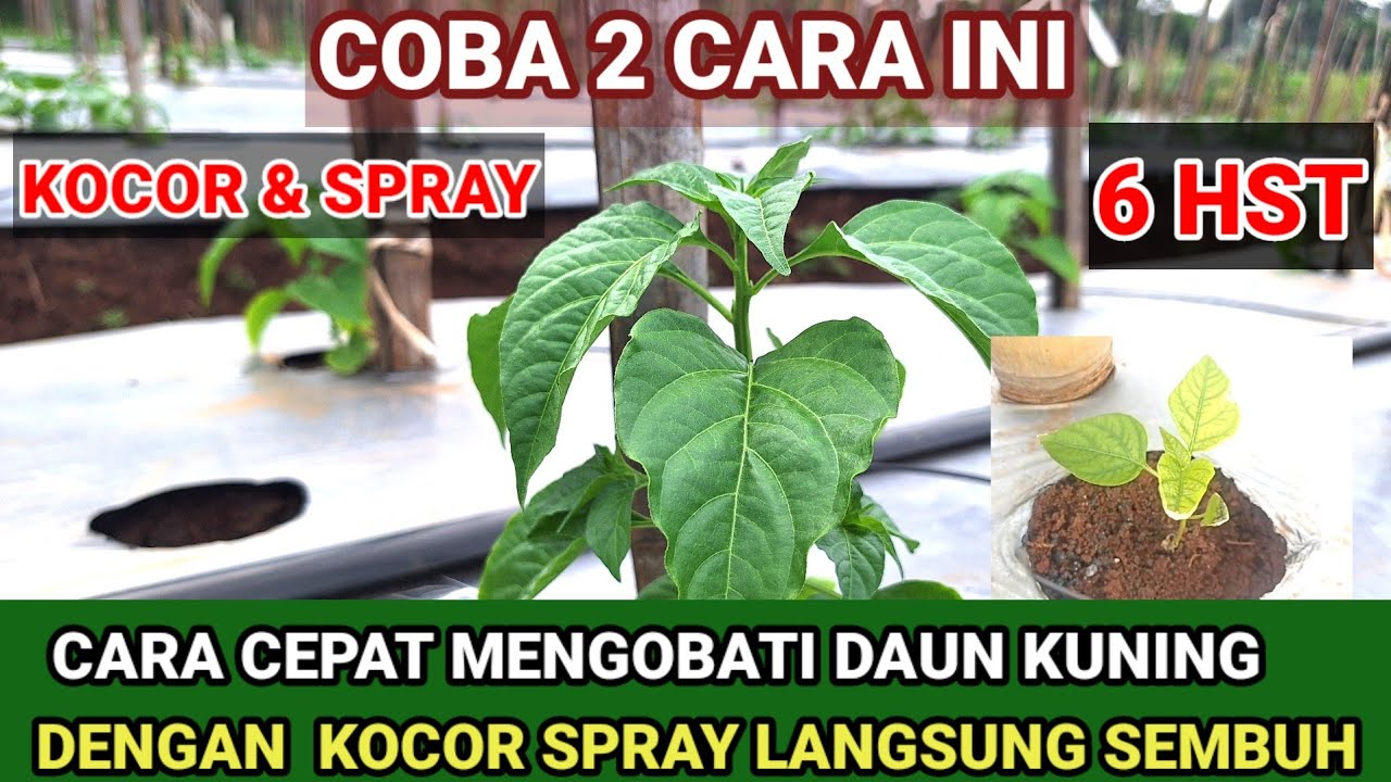 COBA 2 CARA INI ‼️MENGOBATI DAUN CABE YANG  KUNING SETELAH PINDAH TANAM ( USIA 4 HST)
