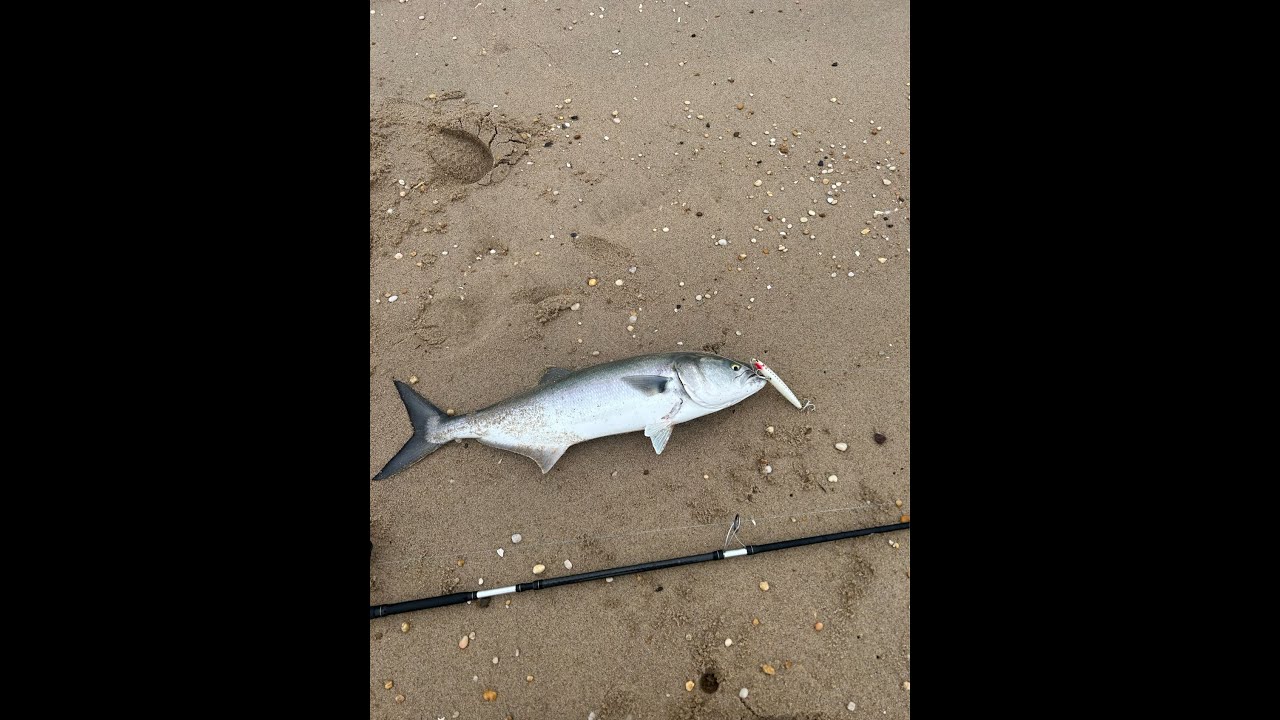 Bluefish Are Here Spring Run April 2023
