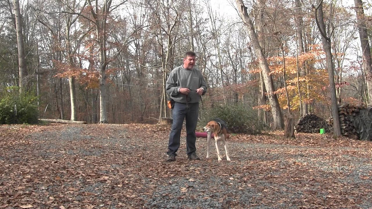 Molly | Treeing Walker Coonhound Puppy Training - Winston Salem NC