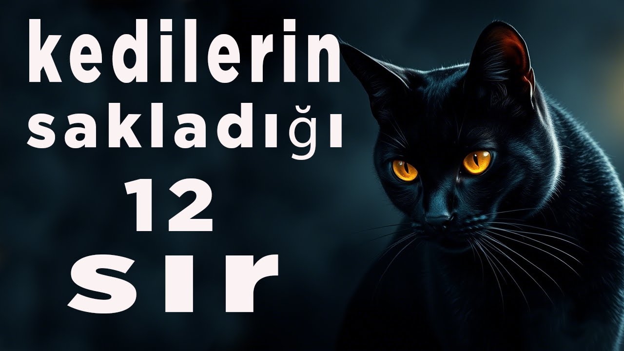 Kedilerin Yaşamındaki Anlatılmamış Sırlar- Kedilerin Şaşırtıcı Sırları