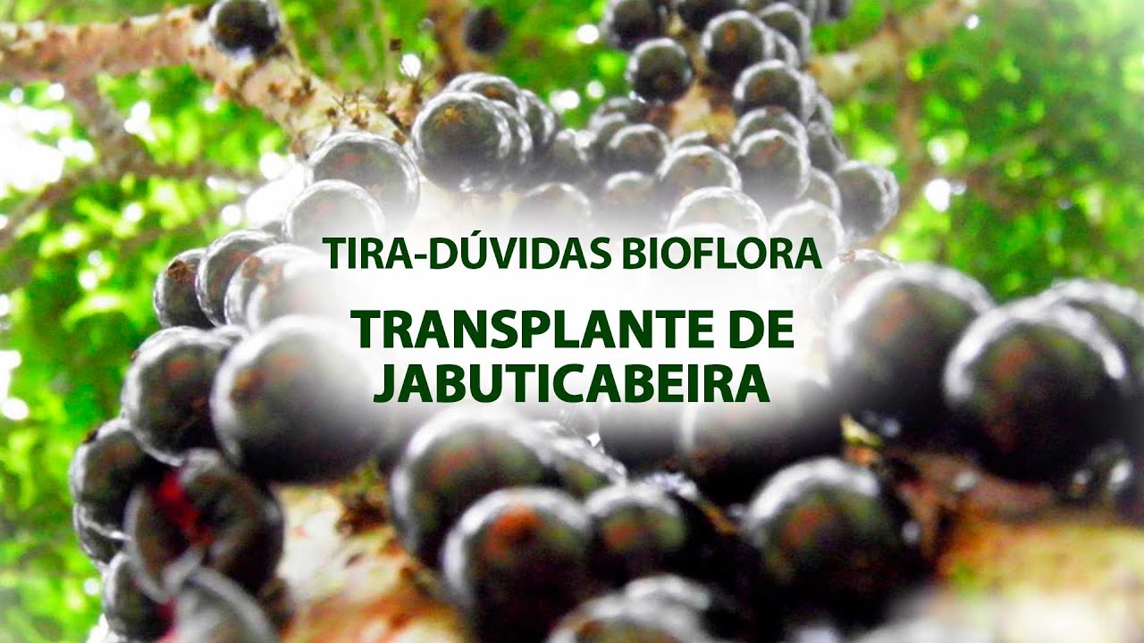 ➡🤔🗣🌳 TIRA-DÚVIDAS: TRANSPLANTE DE JABUTICABEIRA