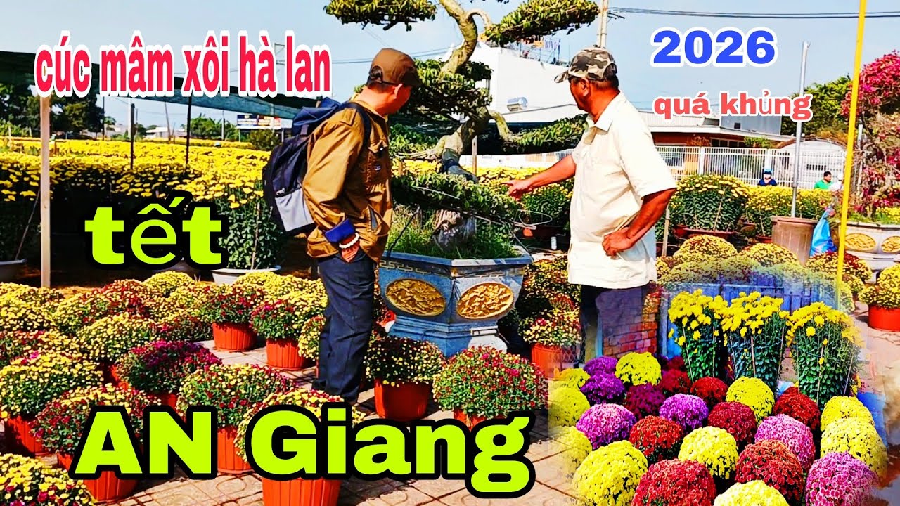 Cúc mâm xôi 